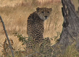 cheetah